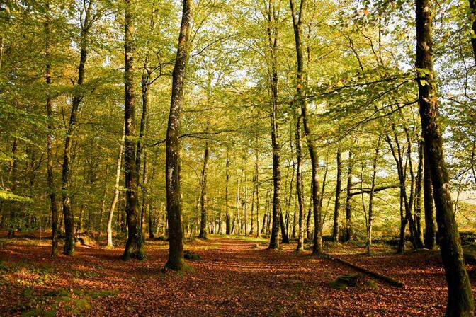 Foret-Fougeres-Automne-couleurs-Marie-Paule-Tellier--2-.jpg