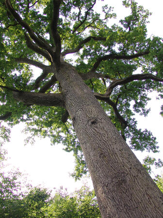 foret-andaines-chene-hippolyte-bagnoles-orne-2.jpg