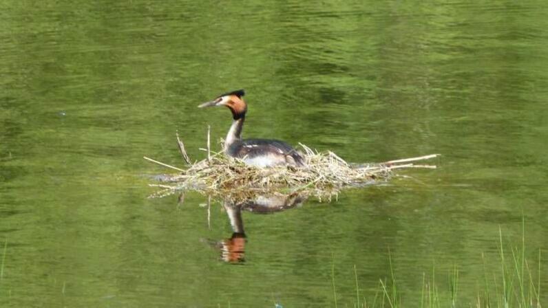 oiseau-migrateur-3.jpg