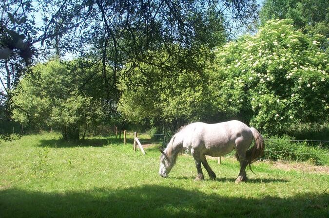 Chevaux-mulassiers.JPG