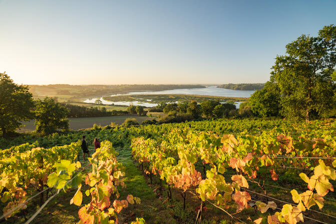 Vignes-du-Clos-Garrot---Saint-Suliac-Thibault-Poriel-5196.JPG