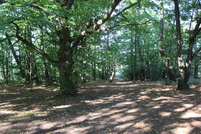 Bois-de-Boeuvres---Messac--4-.JPG