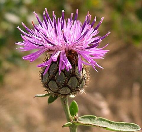 Des-plantes-originales-references-mythologiques-Marcille-Raoul.jpg