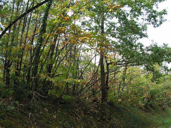 foret-du-lndais.jpg