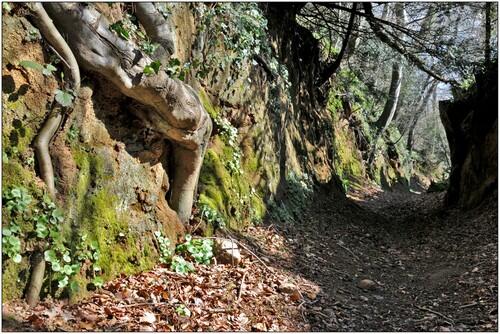 chemin-creux-Plouaret--Christian-Roche-Declic-Armor.jpg