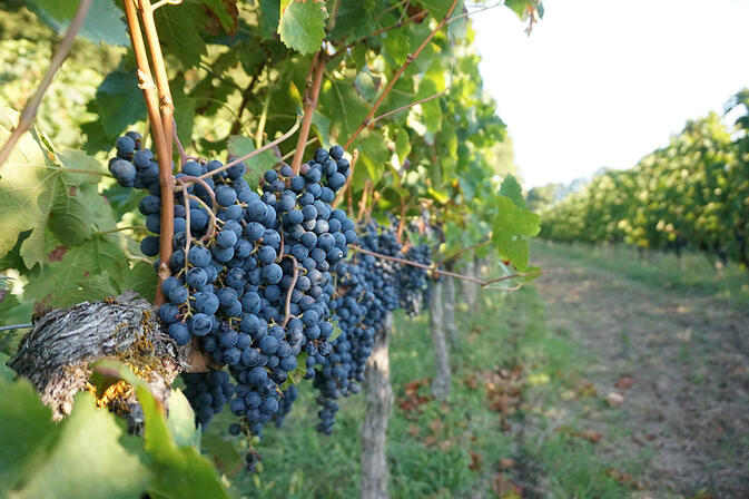 st-sauveur-vignes-de-pecharmant.jpg