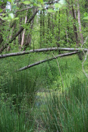 Le-marais-de-Mahourat-V2.JPG