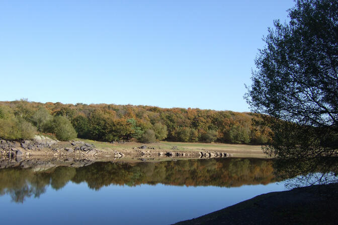 RANDOBRE0350003B-La-foret-du-Mesnil.jpg
