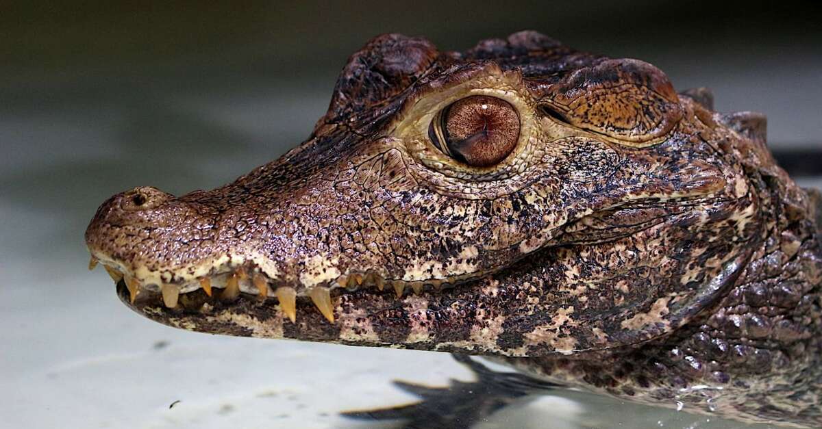 Reptiland (Martel) Sarlat Tourisme Périgord Noir