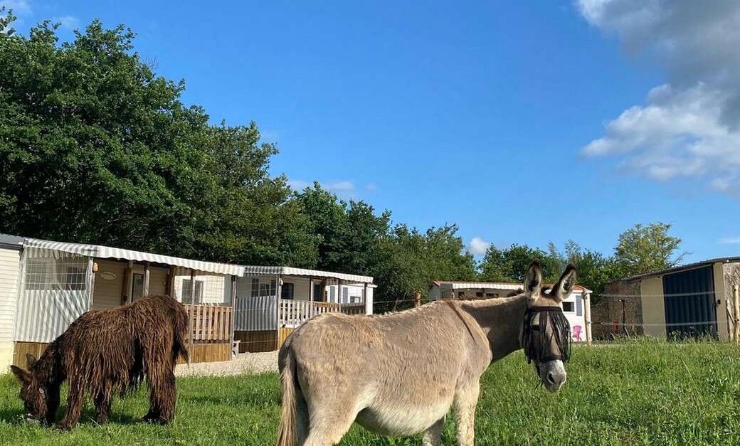 Camping de la Ferme aux Ânesses - Bressuire | Office de Tourisme du