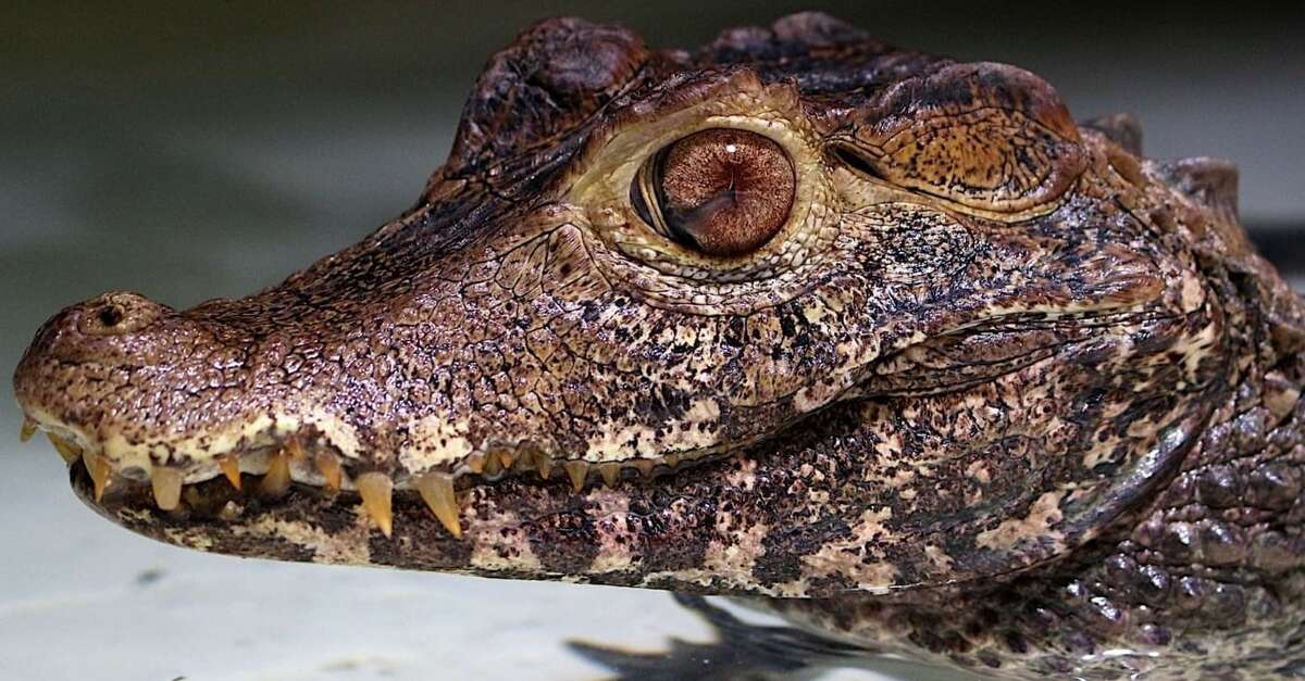 Reptiland (Martel) Vallée de la Dordogne Tourisme Rocamadour