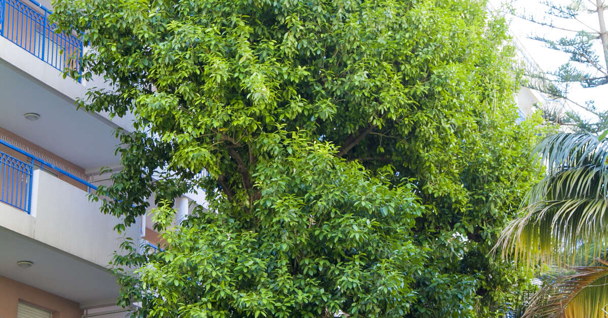 Bemerkenswerte Bäume Olmediella Betschleriana Guatemaltekische