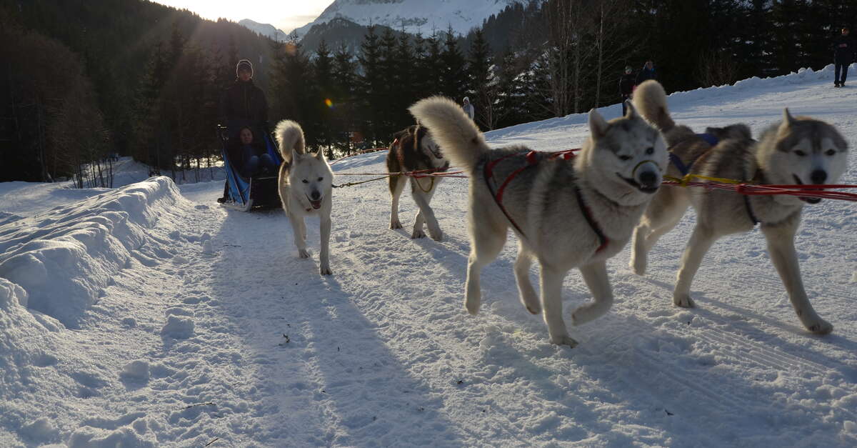 Chiens de traîneau « Randonnée » (La Giettaz) Val d'Arly