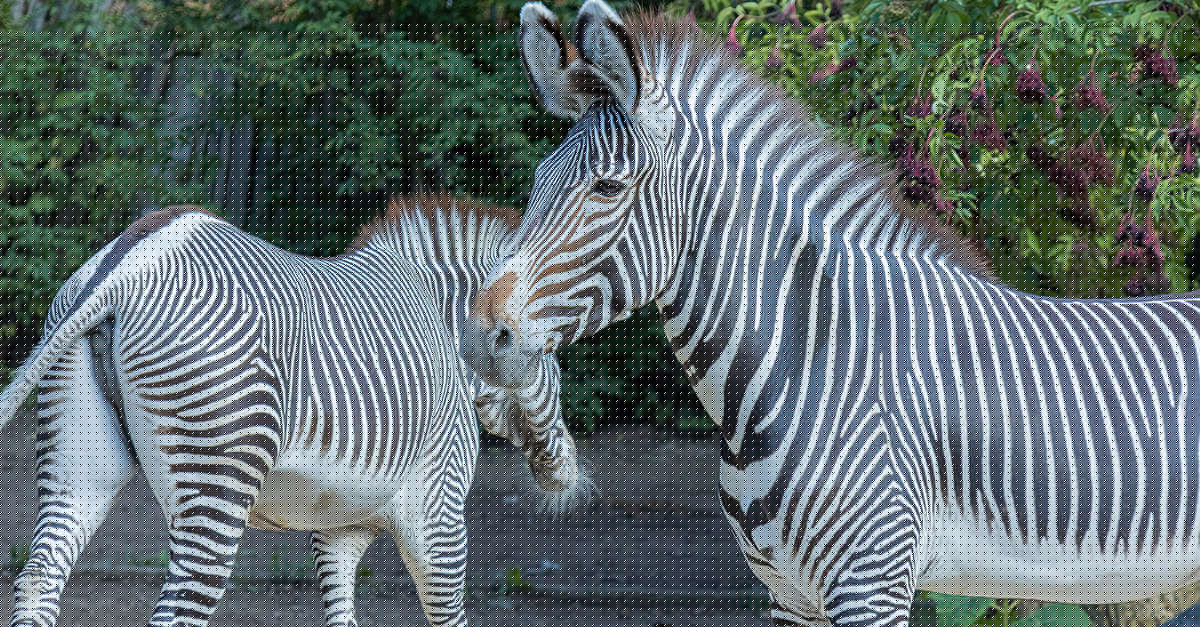 Levers des animaux au Parc zoologique et botanique