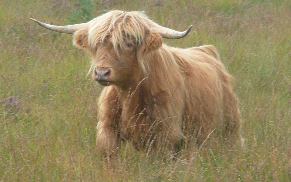 La ferme de Jolie Fleur (Peretbelair, PéretBelAir) Office de