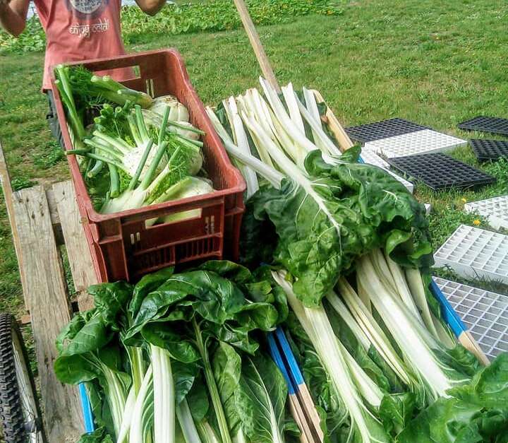 La ferme des Tuileries (Sainteloylestuileries, SaintÉloyles