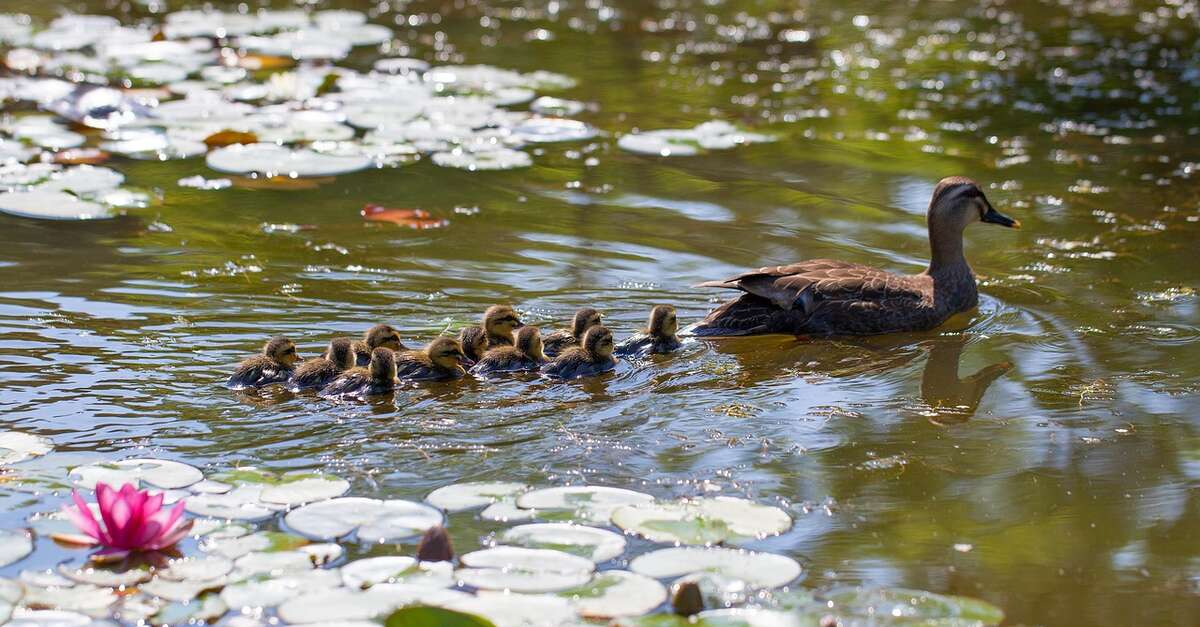Aires de pique nique à SaintSulpicelesFeuilles (Saintsulpiceles