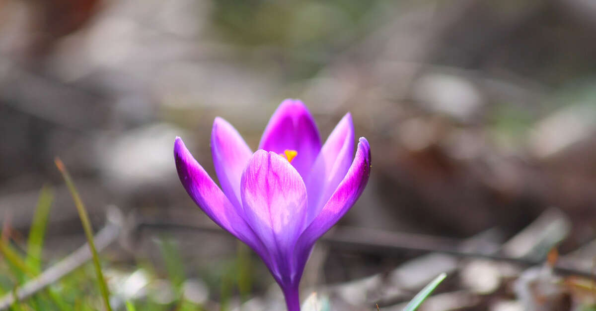 Safran du Limousin (Liouxlesmonges) Tourisme Creuse Limousin