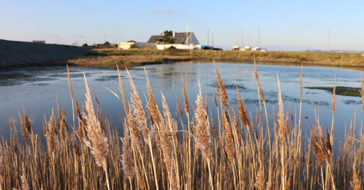 Marais Littoral Endigué Et Asséché 6 Lettres