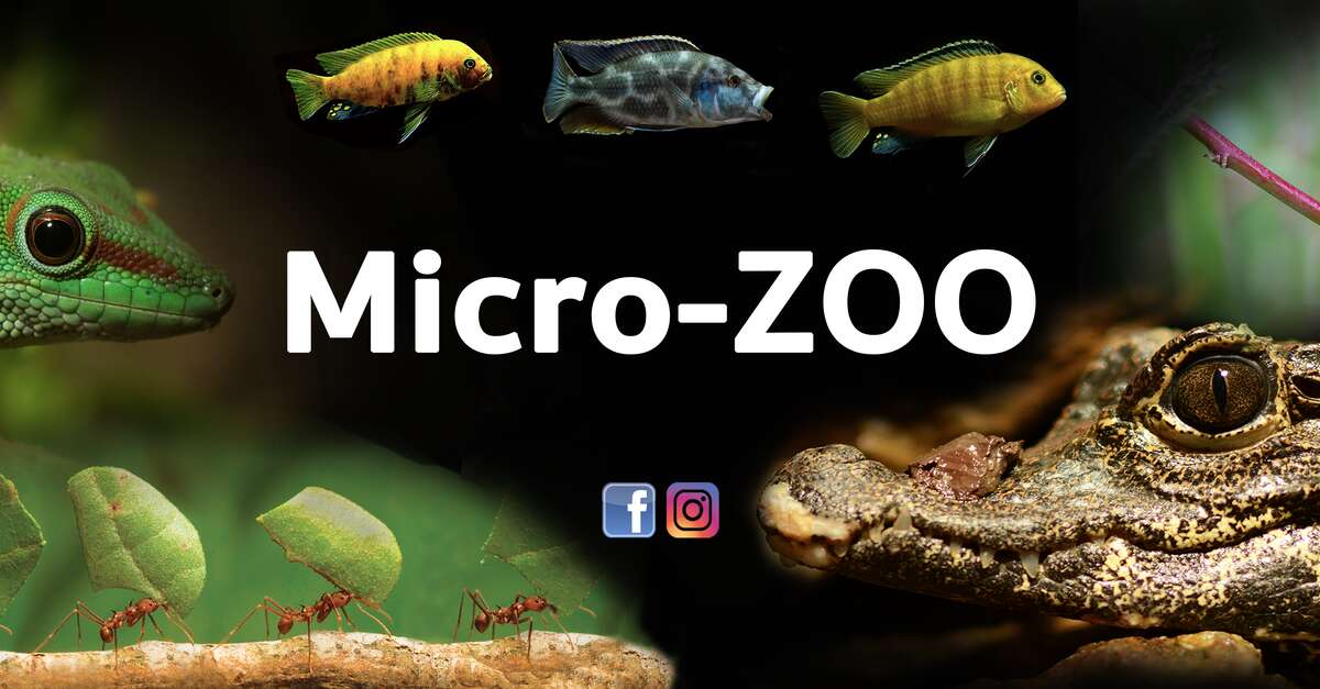 Micro Zoo (SaintMalo) IlleetVilaine tourisme (35) en Bretagne Micro Zoo (SaintMalo) IlleetVilaine tourisme (35) en Bretagne