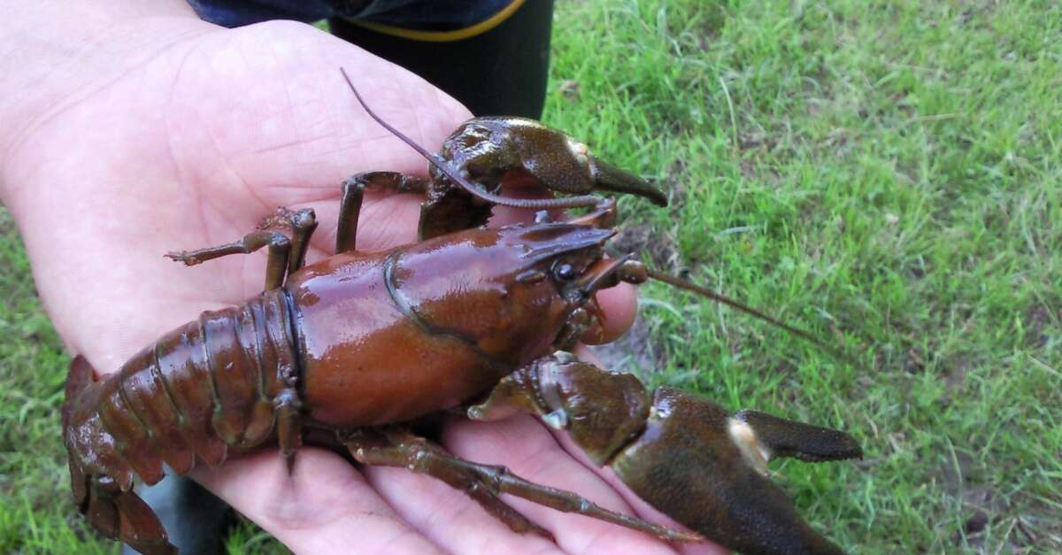 Nasse A Poisson, Nasse A Ecrevisse Portables Plastique Cage À Anguilles Filets De Pêche Et Corde En Nylon De 6 Mètres Pièges Crabe Et À Écrevisses Pour Les Lacs Pour Attraper L'éperlan Nasse A Poisson, Nasse A Ecrevisse Portables Plastique Cage À Anguilles Filets De Pêche Et Corde En Nylon De 6 Mètres Pièges Crabe Et À Écrevisses Pour Les Lacs Pour Attraper L'éperlan