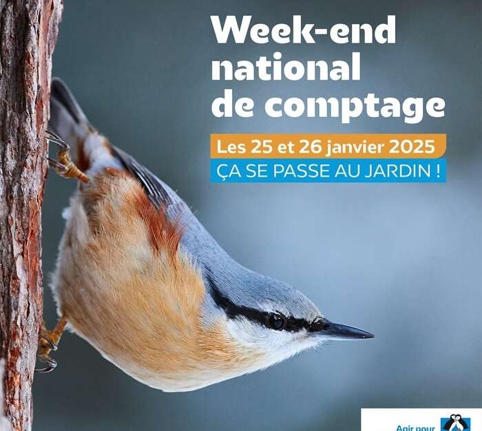 Comptage National Des Oiseaux Des Jardins (armentières) 