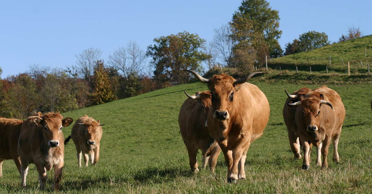 GAEC La Ferme de Taillard SaintSauveurenRue Office de Tourisme