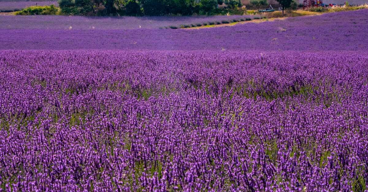 Vol En Montgolfière (Puimoisson) | Provence-Alpes-Côte D’Azur Tourismus