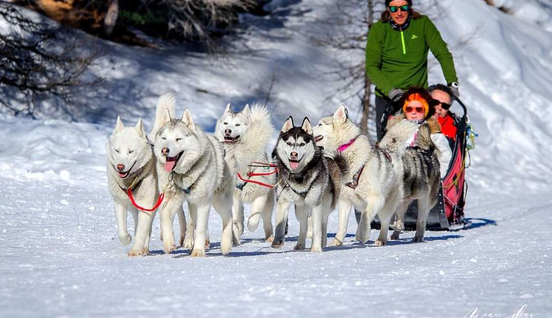 Traineau des Loups Blancs (Isola 2000, Isola) | Provence-Alpes-Côte d