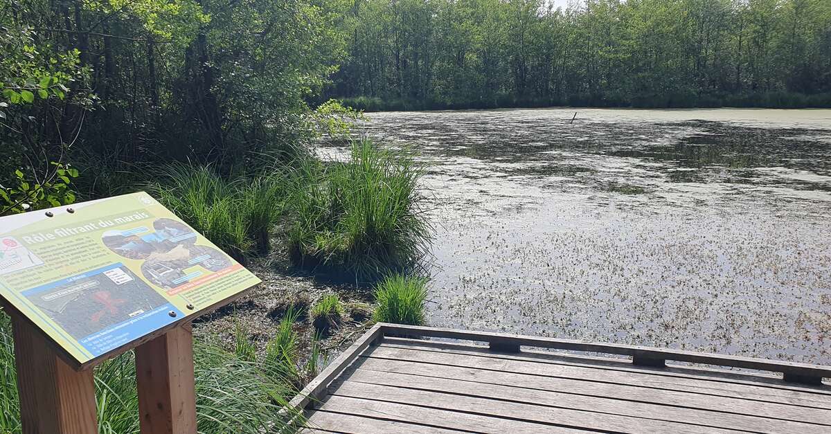 Bresse Vallons Etangs de Bizadan et de But Voie royale (Bresse