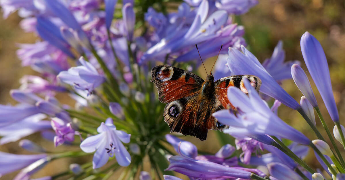 A hauteur d'insectes