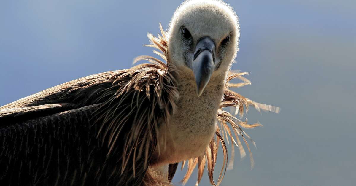 Au dessus de nos têtes les rapaces (Tende) ProvenceAlpesCôte d — free download
