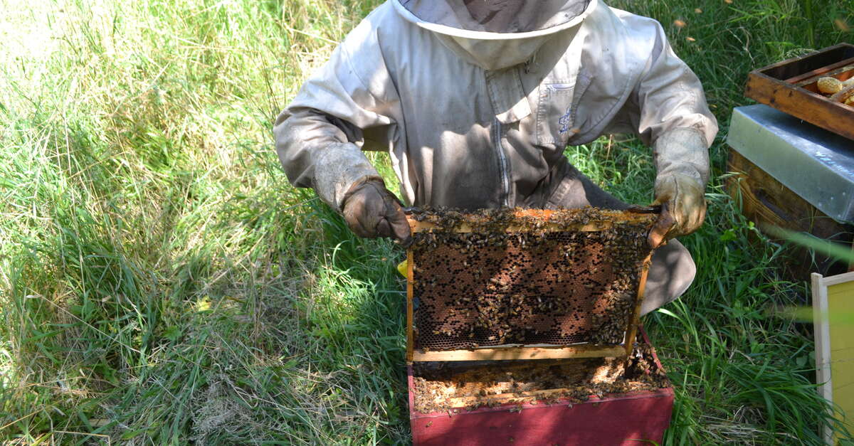 Balade au rucher par L’Abeille de Ré (Loix) | Destination Île de Ré ...