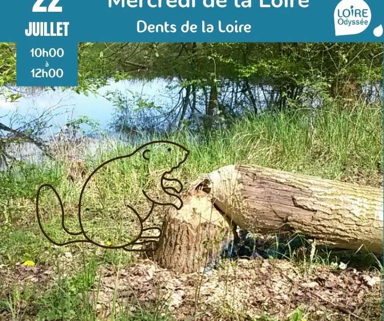 Animation : les Dents de la Loire avec Loire Odyssée