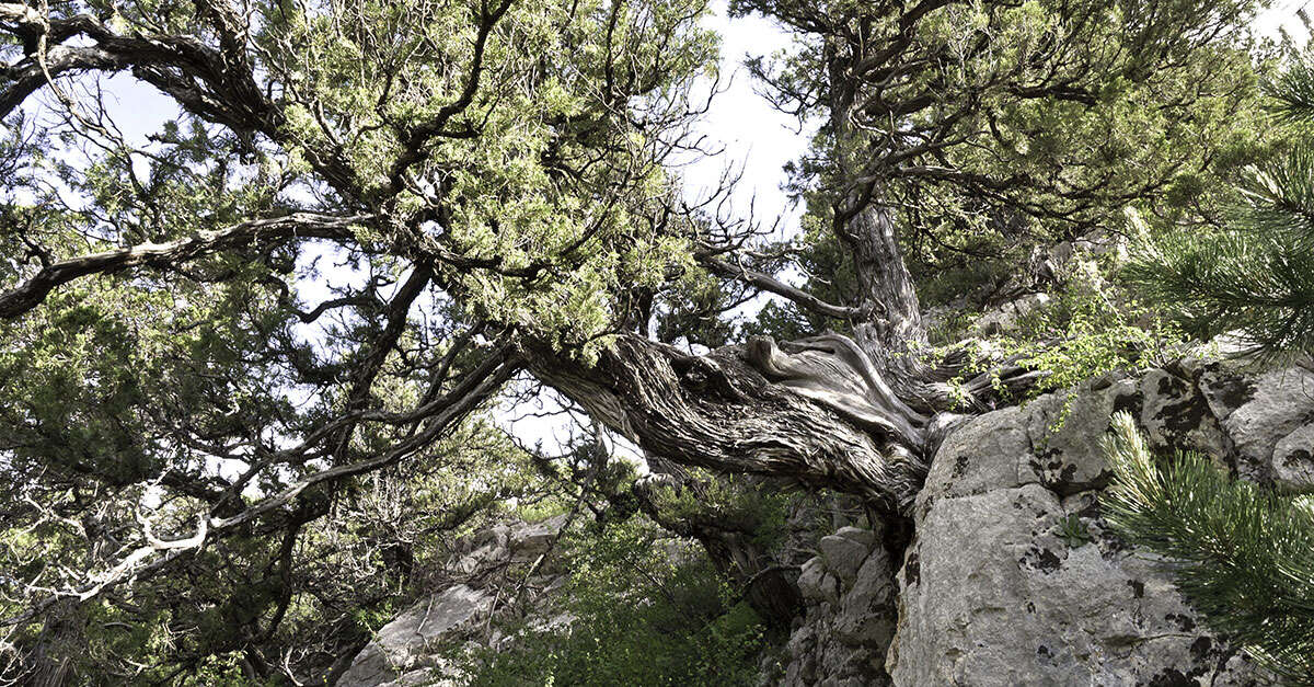 Genévriers Thurifères (Saint-Crépin) | Provence-Alpes-Côte d'Azur Tourism