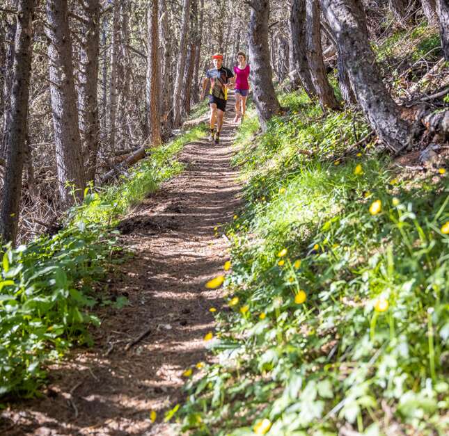Le bois de la Pinée (Vars) | Provence-Alpes-Côte d'Azur Tourisme