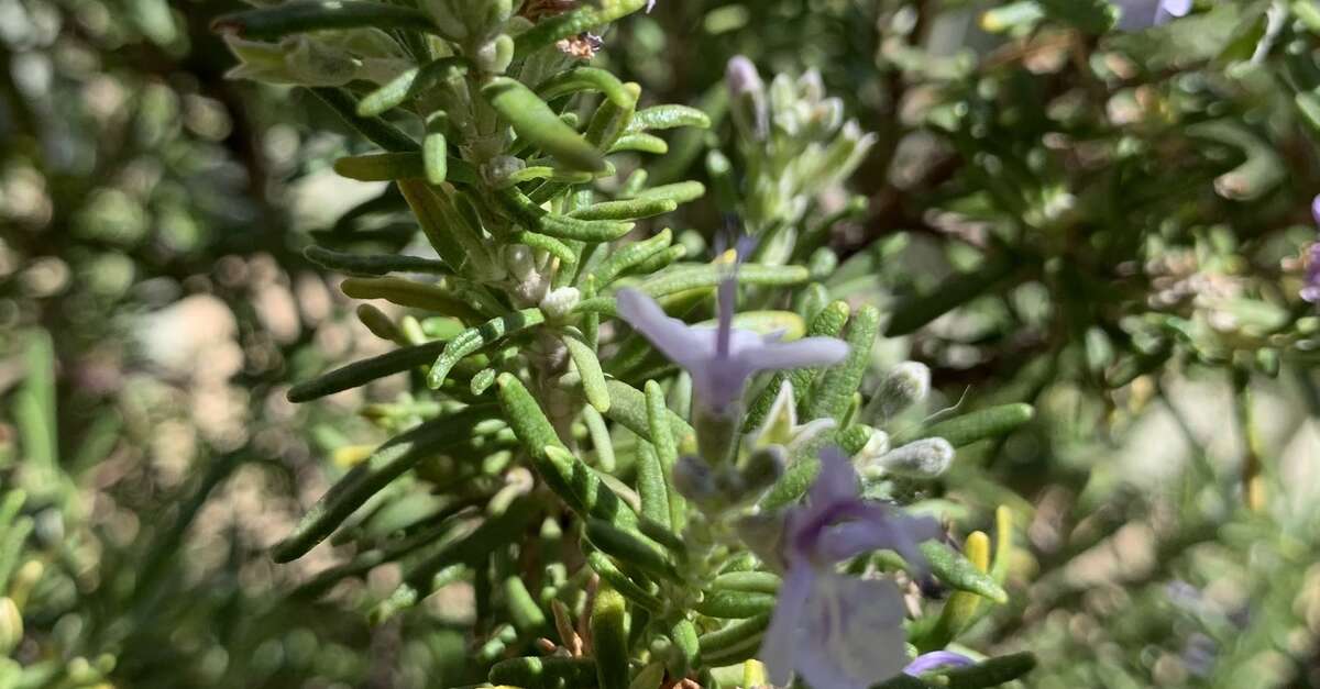 Les Plantes Locales Sauvages Médicinales Et Comestibles (marseille 8ème 