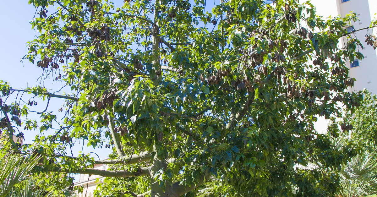 Semi Albero Bottiglia (Brachychiton Rupestris) - 20 Semi Per Coltivazione - Foto 2