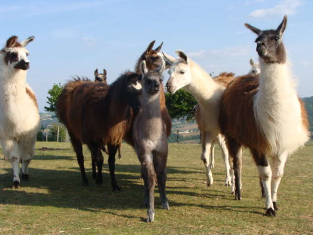 Llama Land (français)