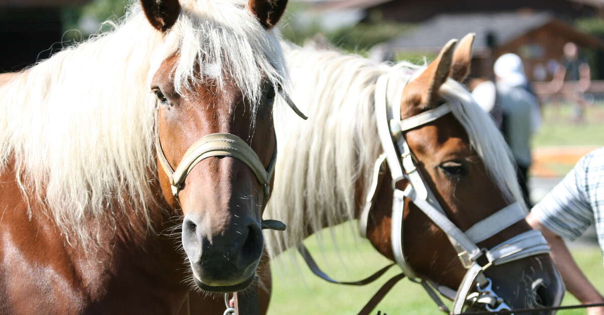 Cheval Fiscal Haute Savoie