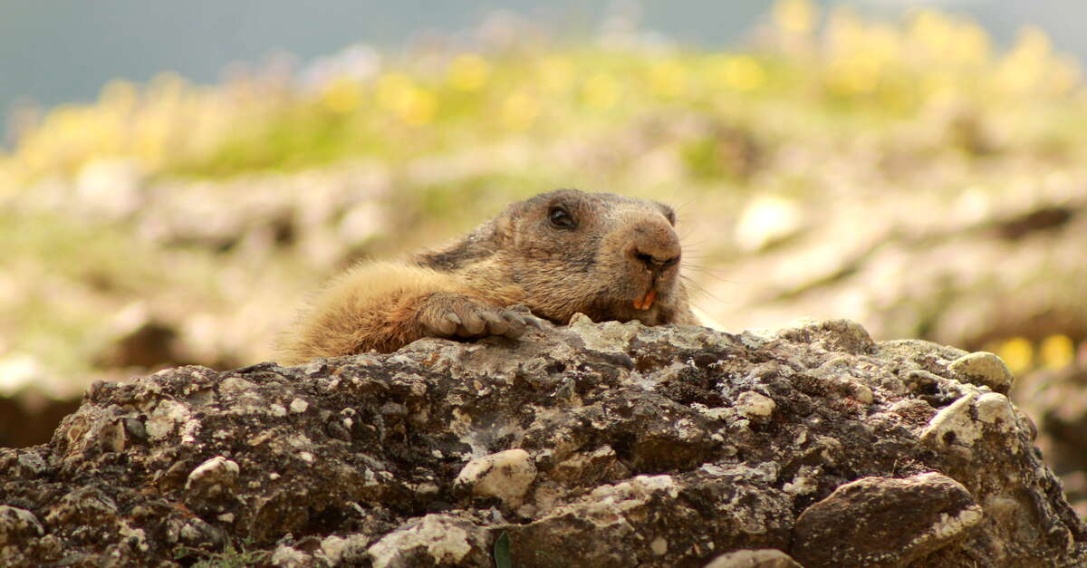 NORLHA ノラ FEATHER RACETRACK MARMOT NORLHA Nora FEATHER RACETRACK MARMOT