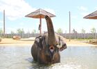 Bain des éléphants La Tanière zoo refuge ©Sophie_FP