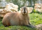 Capybara La Tanière zoo refuge ©Flavien Leleux