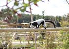 Ile lémuriens vari noir et blanc ©La Taniere zoo refuge