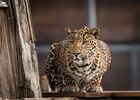 Isis Leopard La Taniere zoo refuge ©Edouard Pacreau