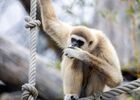Jimmie gibbon refuge La Tanière