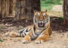 Khéops tigre La Tanière zoo refuge ©Christian Penin