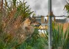 Loup La Tanière zoo refuge @Tabata Foucrier