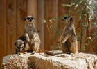 Suricates La Tanière zoo refuge ©Edouard Pacreau