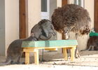 Wallaby Nandou Autruche ©Pascale Goulard
